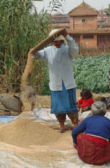 Policy Research and Strategy Support for Agricultural Development and Food Security in Nepal 