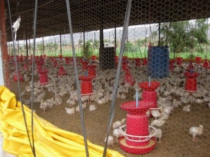 BV Rao Poultry Institute, Pune. Source: Prabin Dongal, IIDS