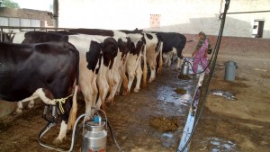 Dairy Farm in Punjab. Source: Tajuddin Khan