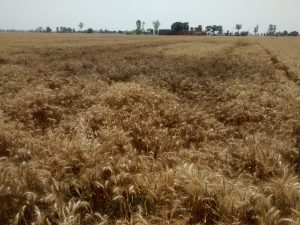 Damaged wheat crop. Source: Md. Tajuddin Khan/IFPRI