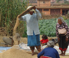 Policy Research and Strategy Support for Agricultural Development and Food Security in Nepal