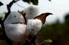 Bt Cotton Adoption and Wellbeing of Farmers in Pakistan