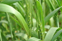 The Economics of Hybrid Rice in South Asia