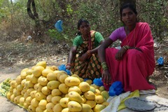 Women Selling Mangoes