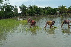 Bangladesh: Agriculture and Climate Change