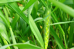 Farmer Preferences for Drought Tolerance in Hybrid versus Inbred Rice