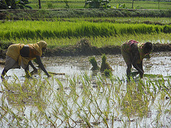 Why eastern India needs a Green Revolution