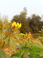 Role of Import on Price of Pigeon Pea in India