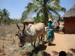 Women Farmer from Krishnagiri in Tamil Nadu, India. Source (flickr): Pallavi Rajkhowa/IFPRI