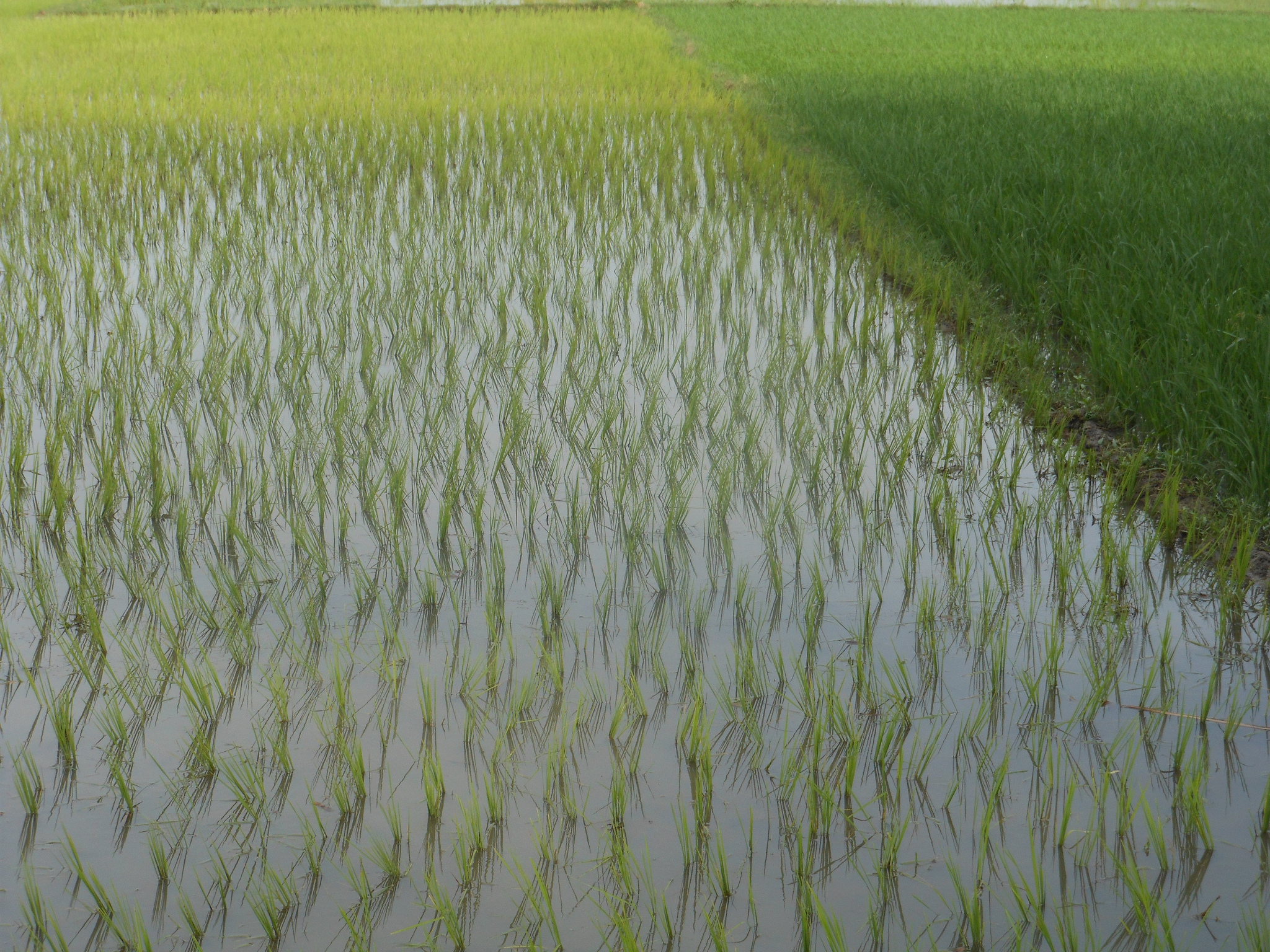 Risk-Management Increases Resilience in the Face of Drought