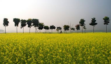 Let the Dhara flow: GM mustard is pro-farmer and pro-science