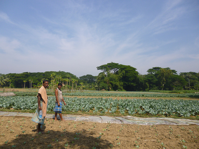 Green Revolution in Eastern India: Constraints, Opportunities and Way Forward