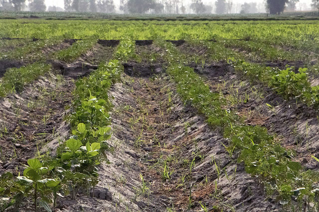 What Happens when Scientists Design Soil Health Cards for Farmers