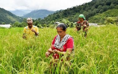 Investment in agricultural research key to offsetting climate change impacts