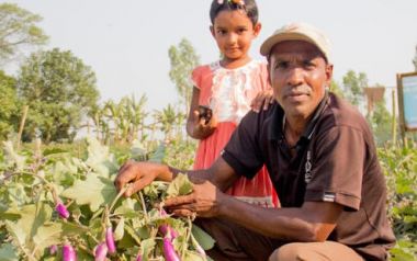 Impact study demonstrates Bt brinjal eggplant variety helps farmers in Bangladesh earn more with less pesticide