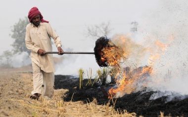 How air pollution is holding down wheat yields in India