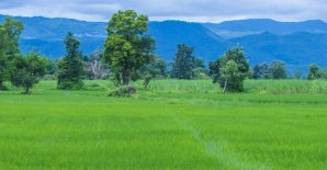 The global drone revolution in agriculture