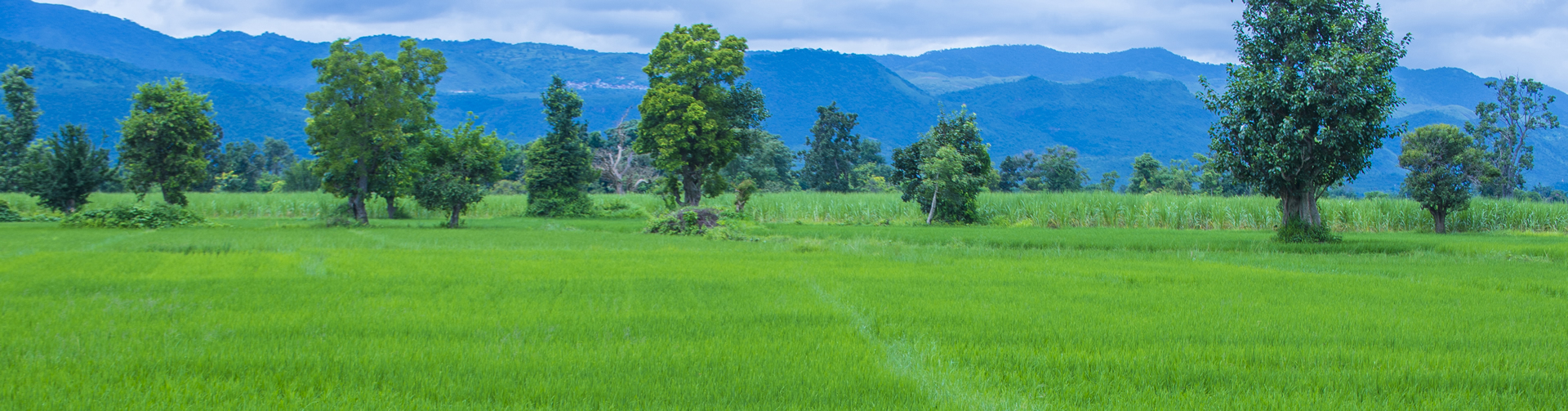 An integrated approach to realize multiple benefits across water, energy, food, forests and biodiversity