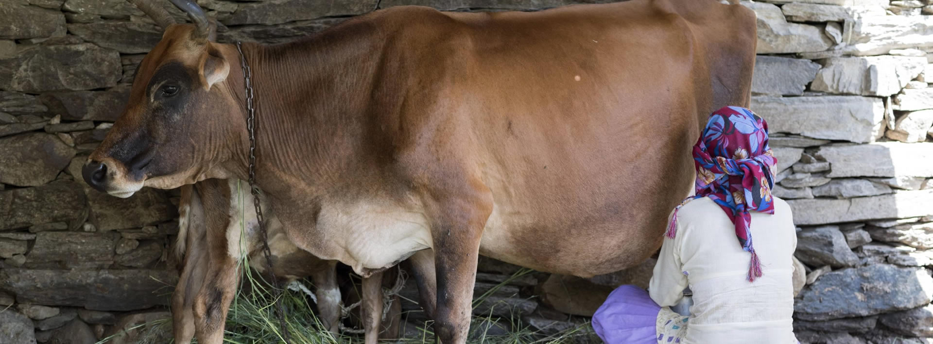 Coronavirus pandemic: Death knell for livestock and livelihoods - IFPRI  South Asia Office