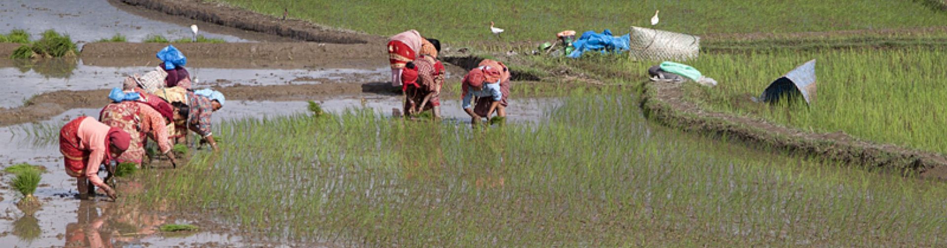 Women’s access to agriculture extension amidst COVID-19: Insights from Gujarat, India and Dang, Nepal