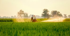 Could the Iran war pose lasting risks to global food security?