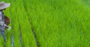 IFPRI Named Grantee in ClimateWorks Foundation’s Global Call for Extreme Heat Solutions