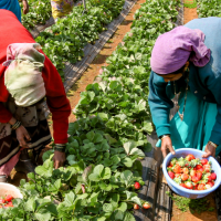 women in agriculture