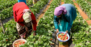 Keeping seeds, feeding families: The quiet labour of women farmers