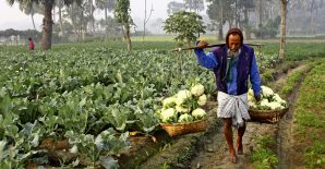 Supply and demand side barriers to reach uninsured farmers: Field-level insights on agricultural microinsurance in Bangladesh