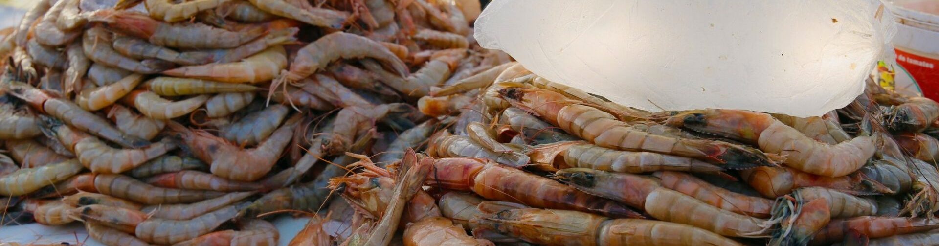 Expert Consultation Workshop: Shrimp Value Chain in Bangladesh