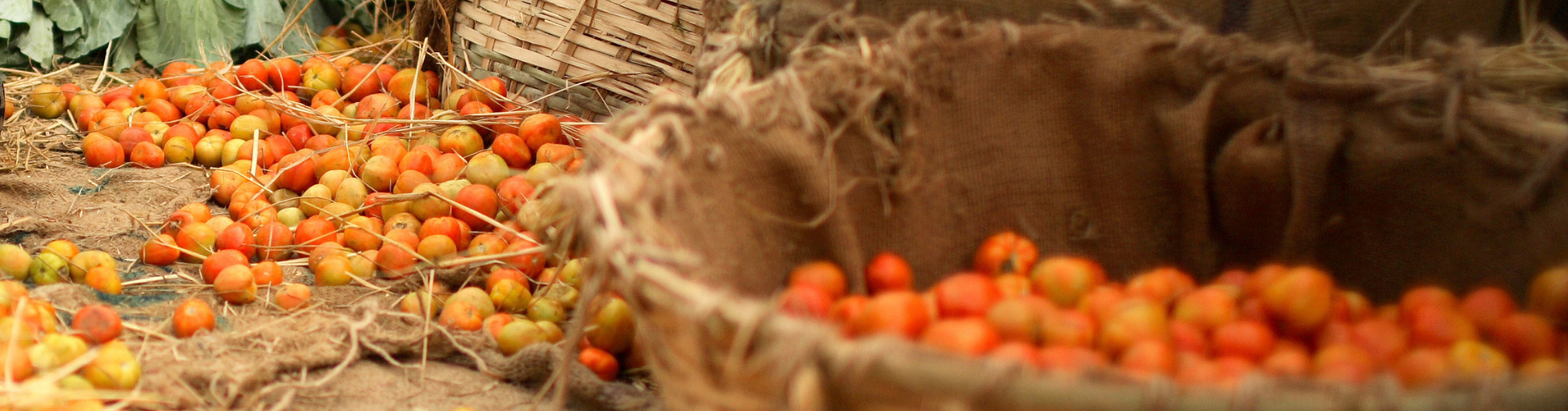 Informal trade in agricultural commodities along the Nepal-India border