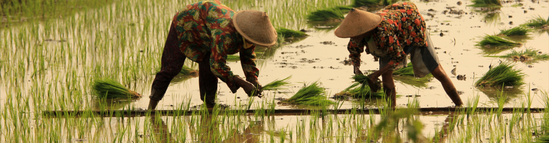 Rice markets in South and Southeast Asia face stresses from El Niño, export restrictions