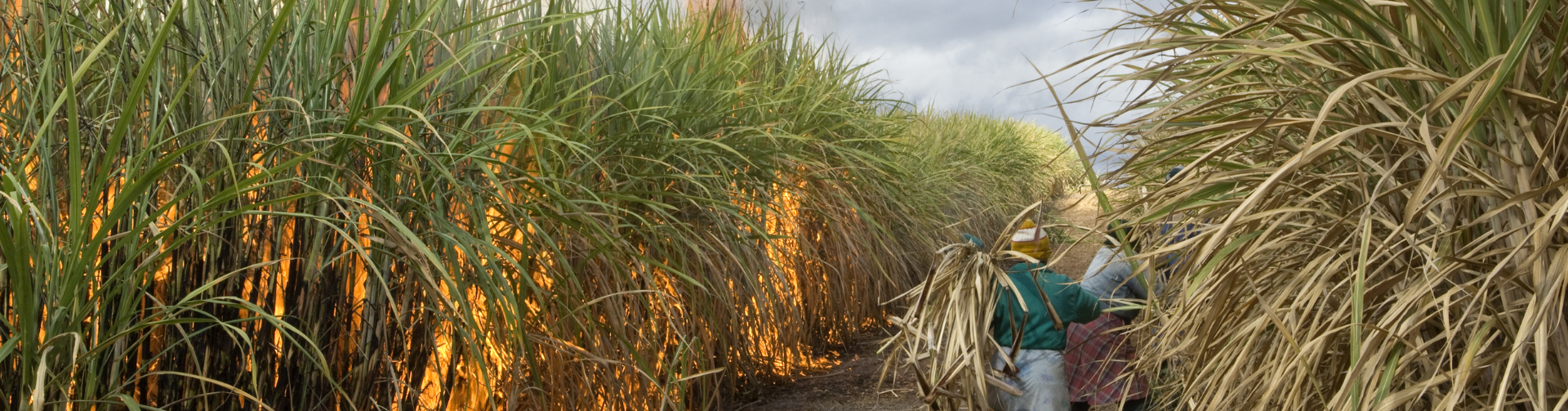 Global sugar markets roiled by El Niño, biofuels and trade policies