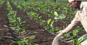 How the Iran war threatens global food supply (NPR)