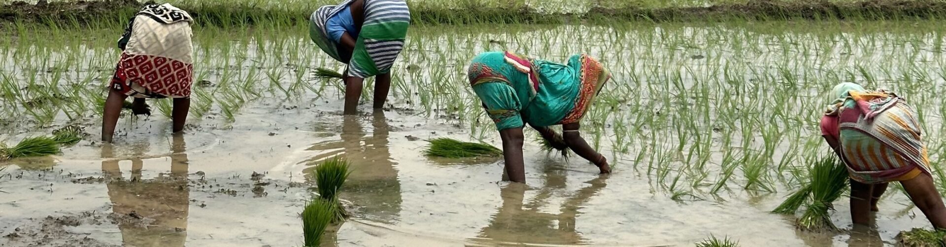 Sowing change: What mechanized direct seeded rice (DSR) reveals about equity in climate-smart transitions?