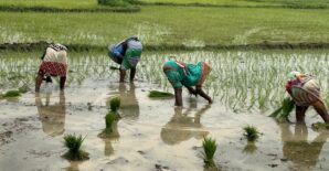 Sowing change: What mechanized direct seeded rice (DSR) reveals about equity in climate-smart transitions?