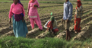 Understanding soil health in practice: Insights from India’s Soil Health Card scheme